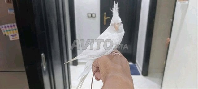 calopsitte alpino