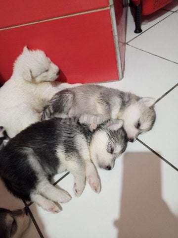chiot husky