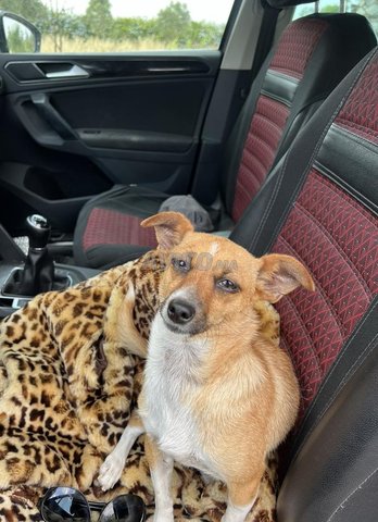 Chien chiahuahua