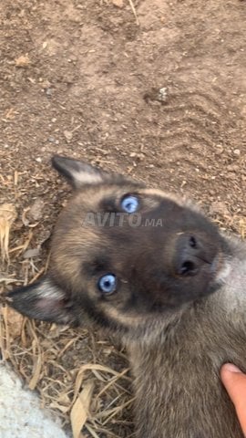 malinois X husky 