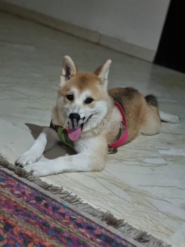 akita femelle japonaise 4 moi 