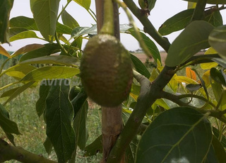 Jolie ferme à vendre