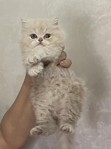 chat persan
