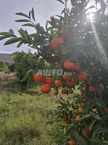 أرض فلاحية خصبة بالشويحية مساحة 3 هكتارات  - 2