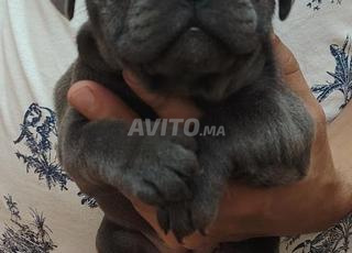 حي محمدي الدار البيضاء 