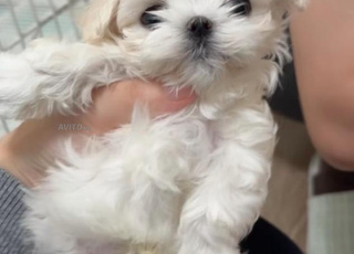 puppy bichon maltais toy