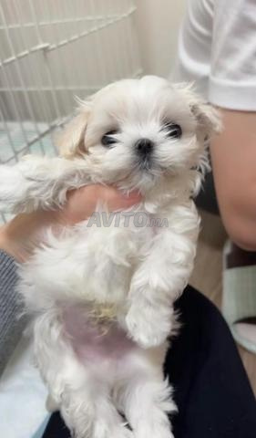 puppy bichon maltais toy