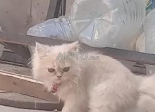 قط تشيرازي صغير