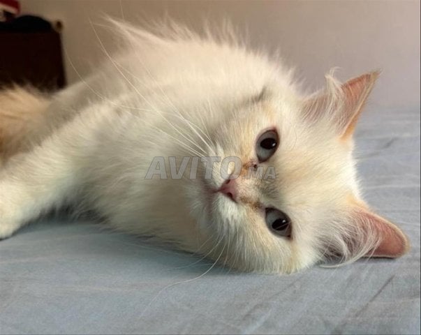 chat femelle british longhair