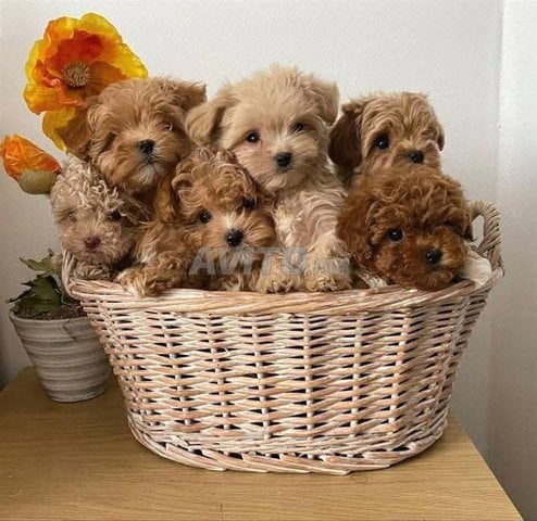 des bichon havanai miniatur