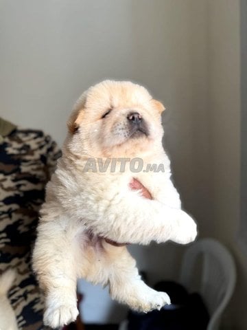 chiot chow chow
