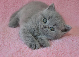 british shorthair pur race origine Italie 