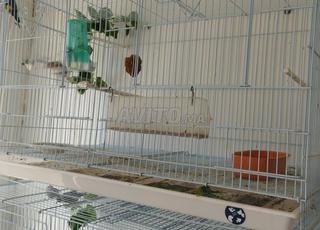 عين عتيق الحمد 3