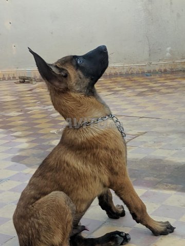 Chien Malinois 