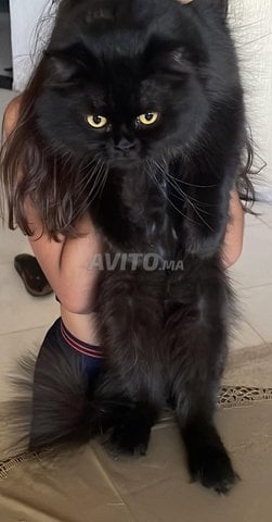 Donner deux chats gratuitement 