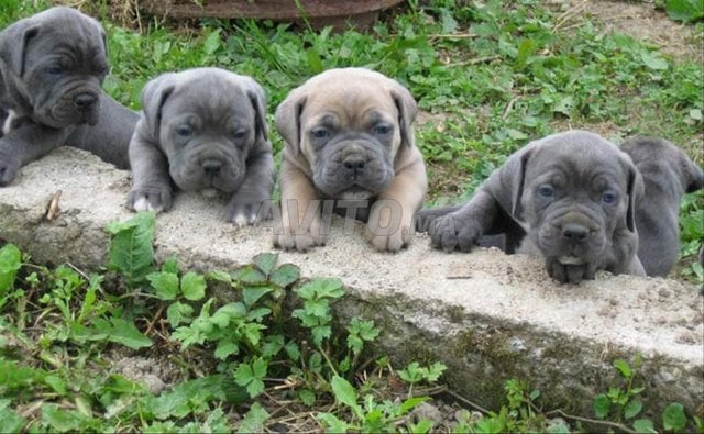 chiot cane corso pedigree