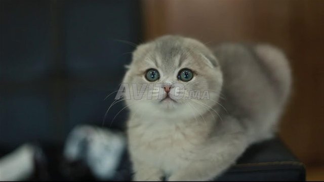 chatton scotish pedigree