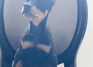 Chiot doberman 