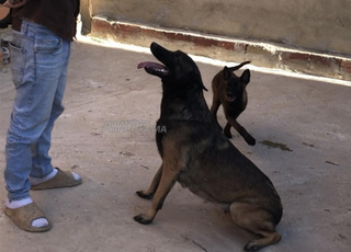 مالينوا شاربوني