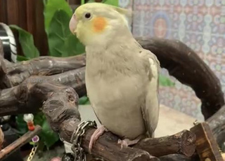 perruche et calopsitte dresser