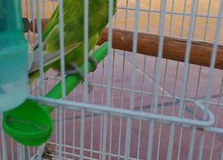 Oiseaux fichaire avec leur piège.