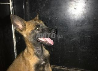 chiot malinois 2 mois