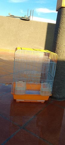 Piège pour les oiseaux 