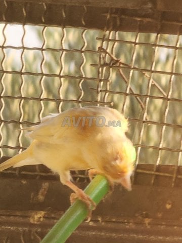 canary oiseau