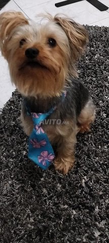 chien caniche 