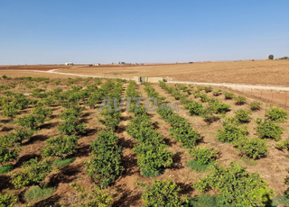 FERME ET MAISON EN VENTE A EL JADIDA