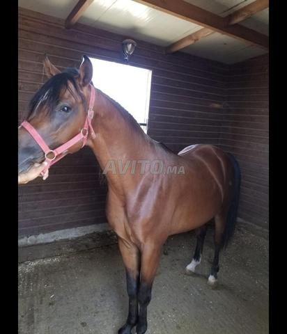  cheval, jument et poulain pure sang arabe sorec  - 2