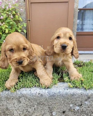 Chiots cocker anglais 