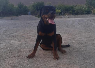 Chien rothwiler à vendre à Errachidia