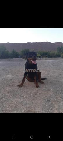 Chien rothwiler à vendre à Errachidia