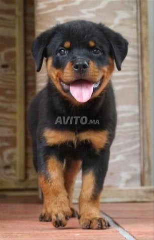 Magnifique chiot Rottweiler 