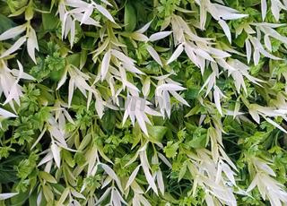 ديكور ورد اصطناعي لتزيين الواجهات