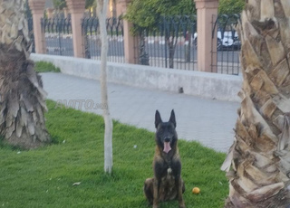 كلب مالينوا