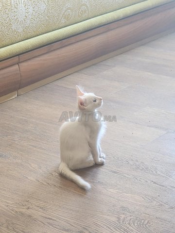 chat blanc 