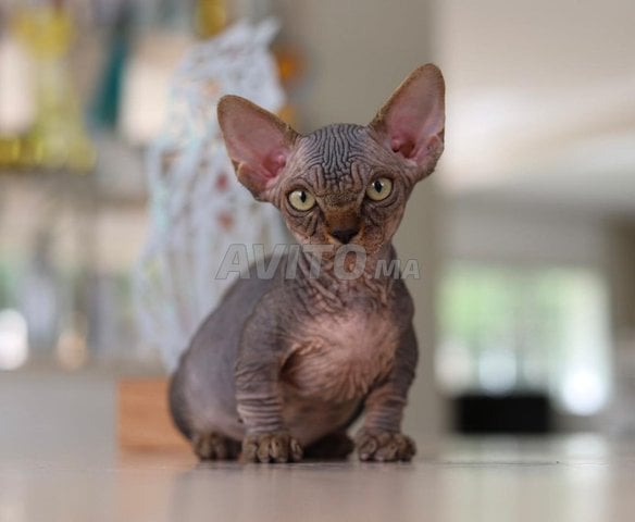 chat sphynx pure race