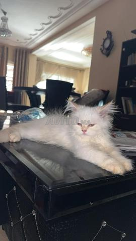 Persan shirazi avec cage - 2