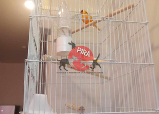 wlidat canari a vendre