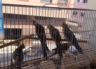 5 طيور كلوبسات