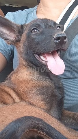 Chiot malinois en très bonne santé