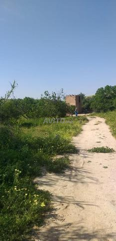 Ferme à vendre 10 mins de khemisset - 2