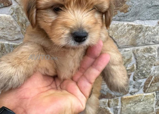  bichons havanais à vendre