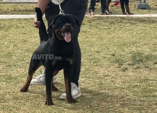 Rottweiler pedigree 