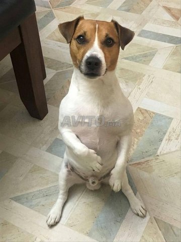 Jack Russell