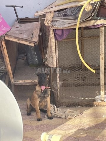 chien malinoi🐶 (male) actif