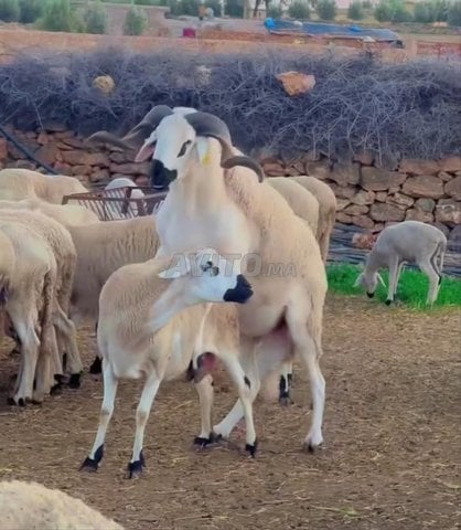 نعجة صردية مليحة 