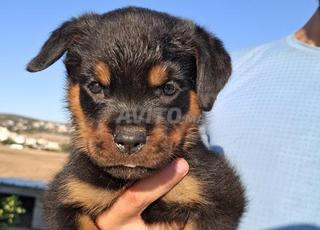 Chiots Femelles Rottweiler Lignée de Champions